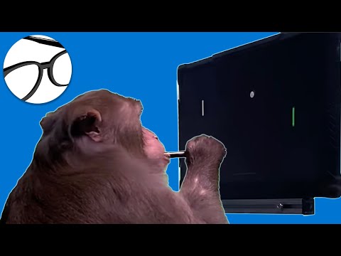 This monkey means no more foreign languages or passwords--but beware! [Neuralink Brain Pong]