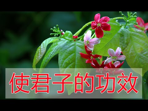 使君子風水