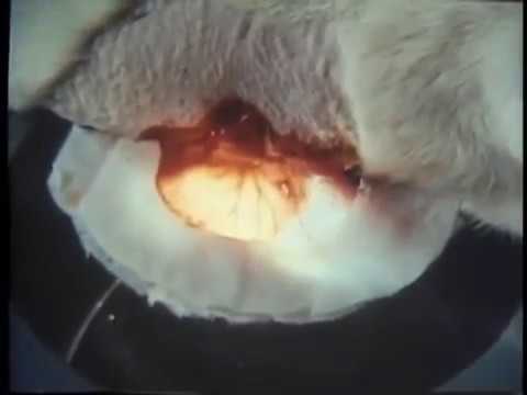 ヌクテピピについて詳しく解説