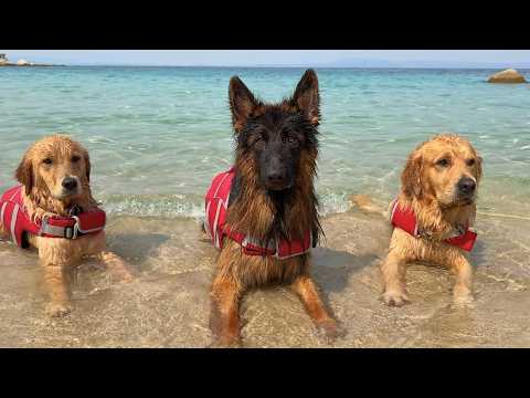 My Dogs Have a Beach House Vacation and Don’t Want to Leave