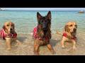 My Dogs Have A Beach House Vacation And Don T Want To Leave