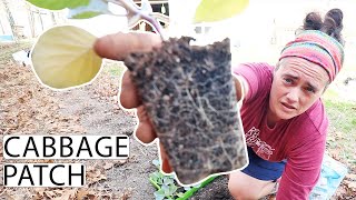 Cabbage Patch Time | Garden VLOG | Fermented Homestead