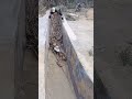 The process of cleaning gutters filled with leaf litter