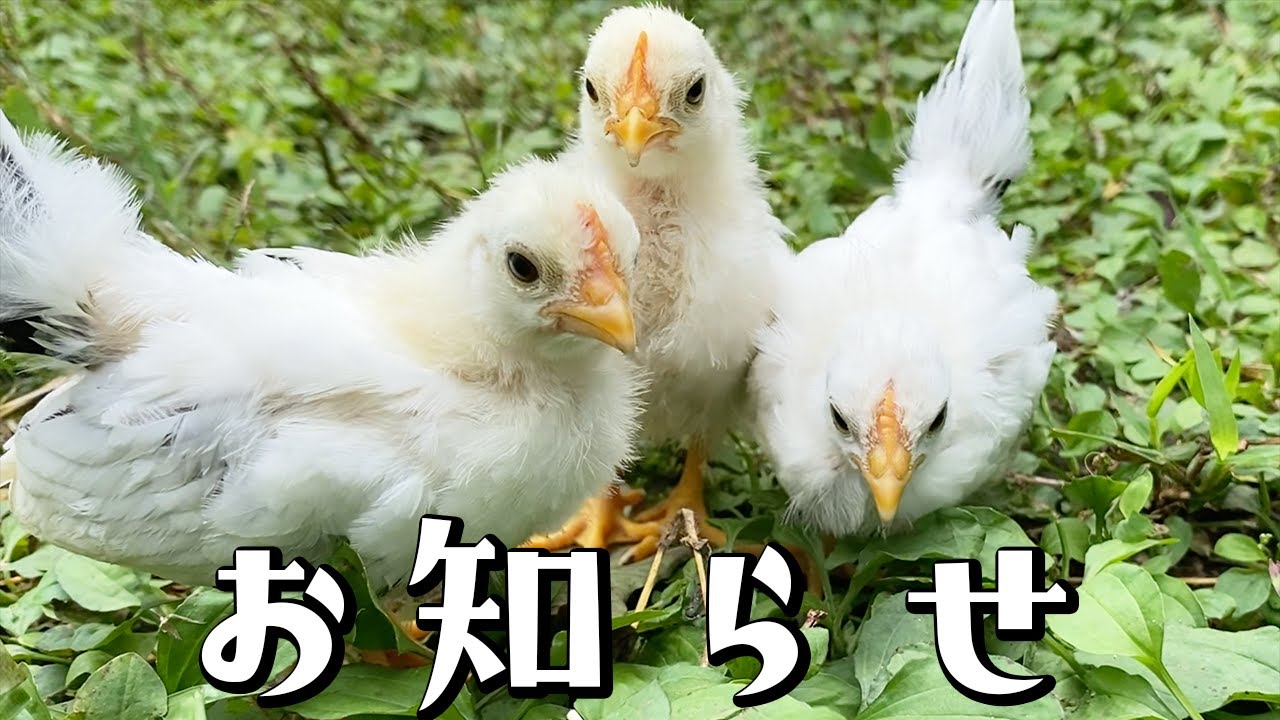 ひよこ達から大事なお知らせ