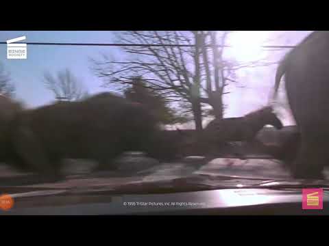 Jumanji - estampida parte 3 -