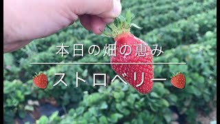 NZ半自給自足生活 いちご狩りと自家製ジャム作り