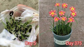 How to grow rain lilies from seeds | How to propagate rain lily from seeds
