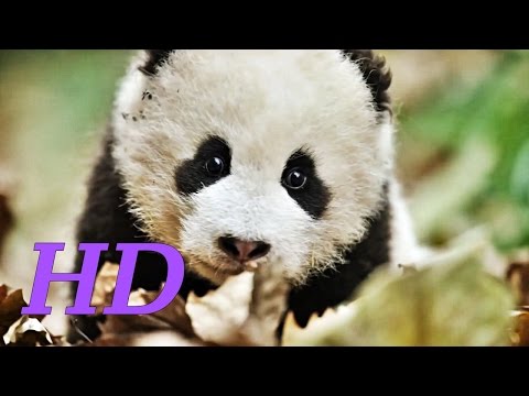 BORN IN CHINA Trailer HD Disney Nature, Adventure Documentary 2017