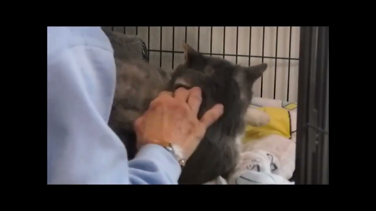 WALTER, a ADOPTABLE Tabby in Ironwood, MI video 6/6