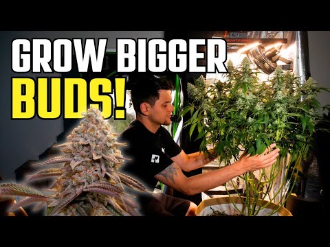 How to Lollipop & Defoliate Cannabis for Bigger Buds