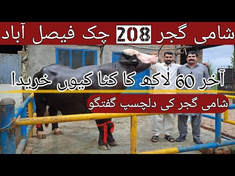 world Record Buffalo Breeder|Rustam|Purchased 60 Lakh by Shami Gujjar 208 Chak|Mian Attique Official