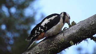 preview picture of video 'Great spotted woodpecker @ OH73ELK by IW1GEU'