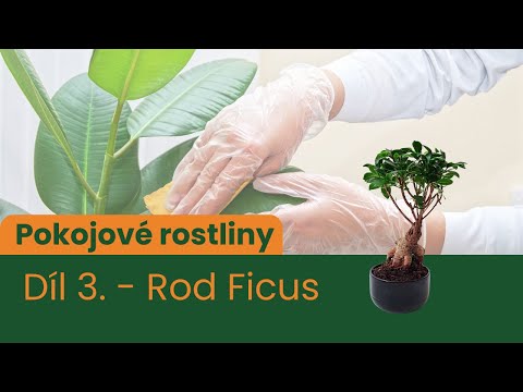 Pokojové rostliny - 3. DÍL - Rod Ficus