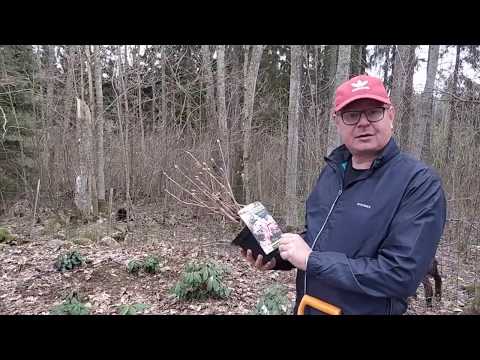 Rodotarhassa. Ovatko alppiruusut sinun juttu? Tai haaveiletko rodotarhasta.