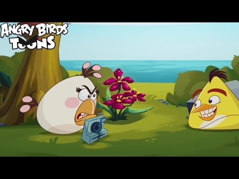 Angry Birds Toons 3 Ep. 24 Sneak Peek - ''Photochucked''