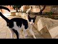 The Cute Tuxedo Cat Adopts A Shy Kitten While They Are Hungry