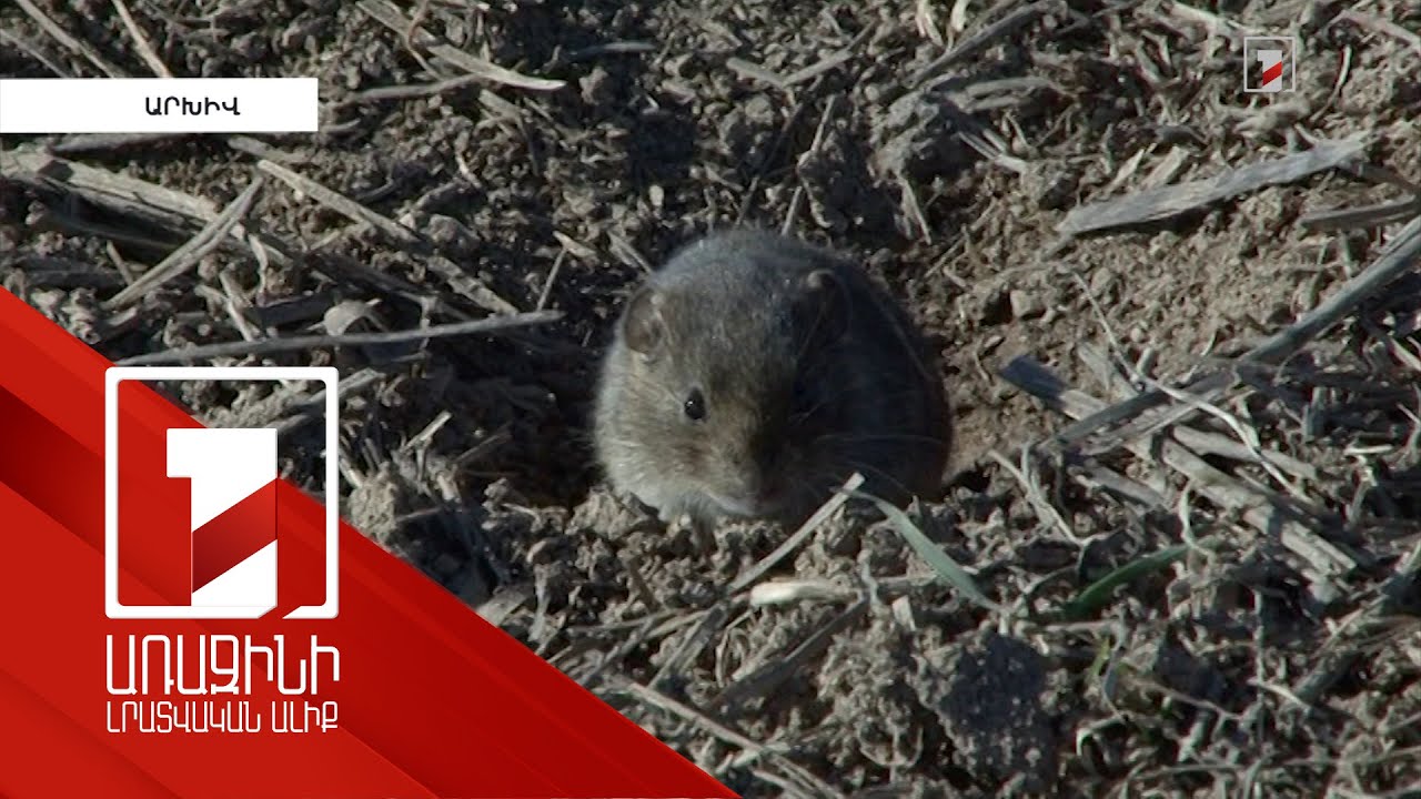 Կրծողները մեծ վնաս են հասցրել որոշ համայնքներում. պետությունը կշարունակի պայքարի միջոցառումները