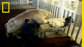 Super Cow Creators | | National Geographic