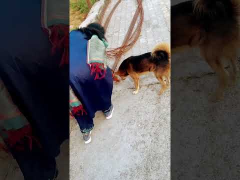 Pet lover || Dog lovers ❤️ #pets #dogs #pratyakshalife