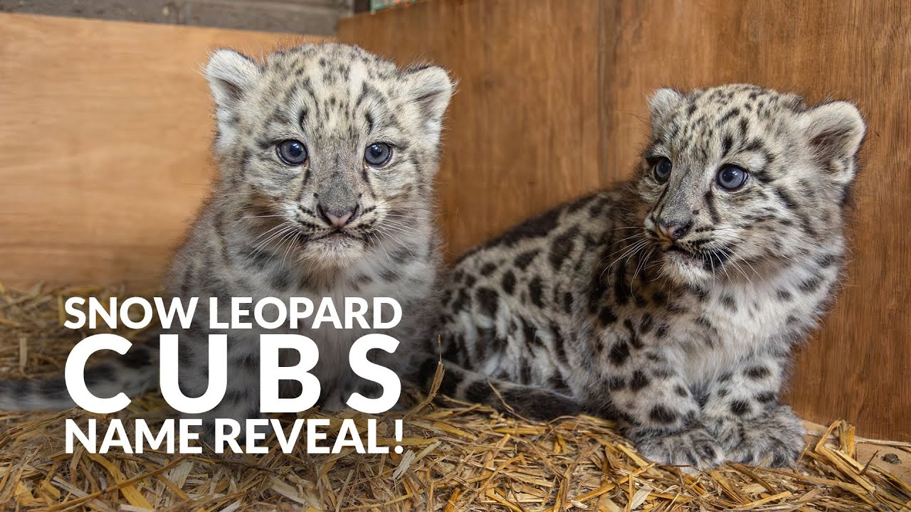 Snow Leopard Cubs NAME REVEAL!
