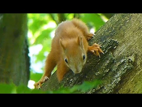 Veverka obecná na stromě - Red Squirrel on a Journey Through the Trees