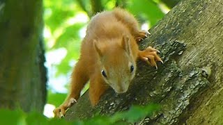 preview picture of video 'Red Squirrel on a Journey Through the Trees'
