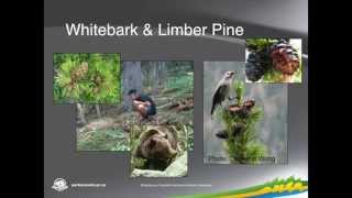 preview picture of video 'David Musto: Whitebark Pine Restoration in Waterton Lakes National Park'