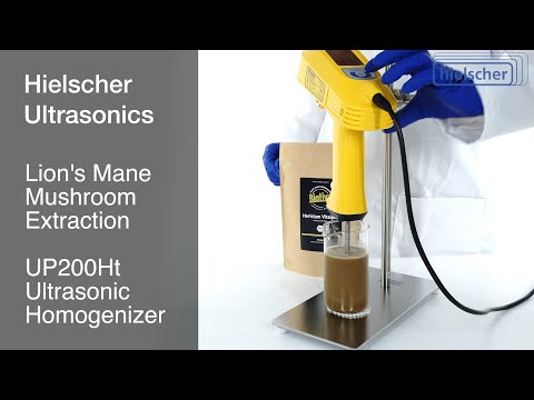 Lion's Mane Mushroom Extraction using an Ultrasonic Homogenizer UP200Ht