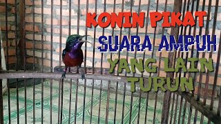 Download lagu Suara Konin yang memikat kuat, Konin lain pasti akan mendengar suaranya mp3