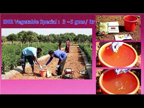 ICAR-IIHR Short Video Documentary on Arka Meghana