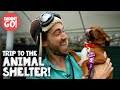 Animal Shelter Field Trip Dog Videos For Kids Danny Go
