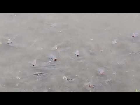 Chaos in the middle...