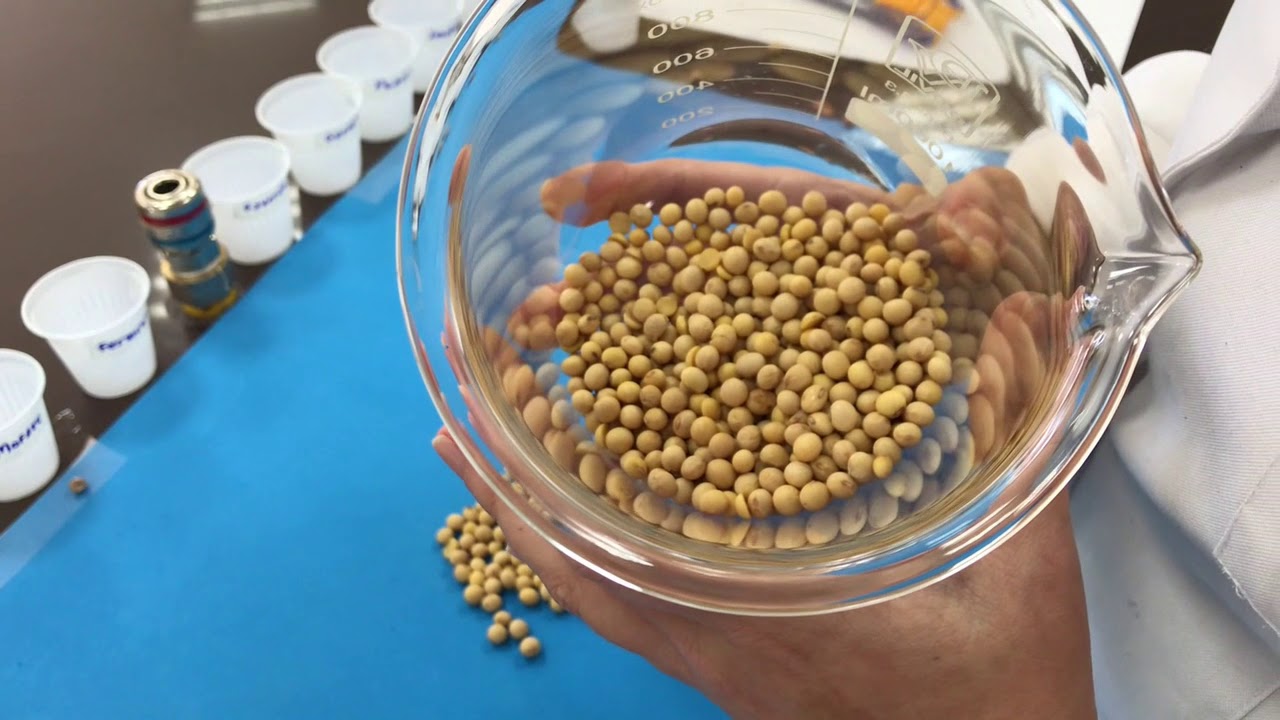 AULA CLASSIFICAÇÃO SOJA