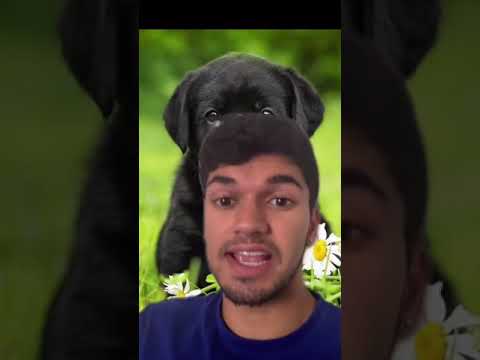 Dog Wouldn’t Stop Barking At It’s Pregnant Owner’s Belly 🐶 #Shorts