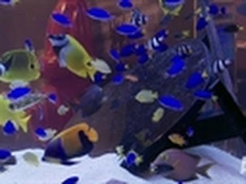 Feng Shui Living Reef Tank | Tanked!