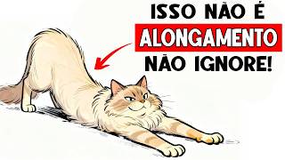 Se o seu gato se ESTICA quando vê você, é ISSO que significa! 🐈