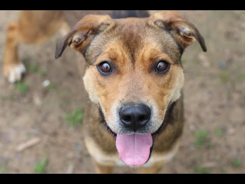 Skinni Minni, an adopted German Shepherd Dog Mix in Rossville, TN_image-1