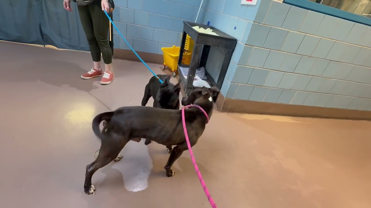 Safari's Leash Test 2