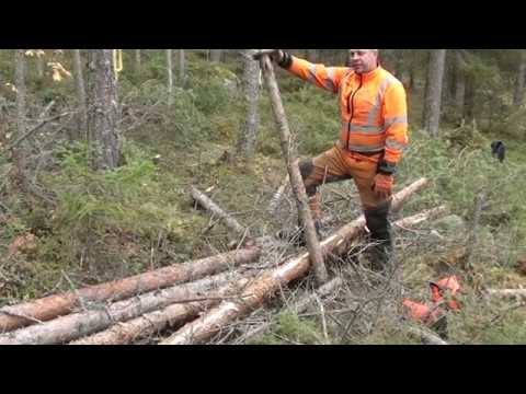 Metsolan Metsäkoulu 29, Ensiharvennuksen hakkuutekniikka, kasapolitiikkaa