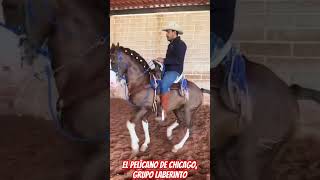 El pelícano de Chicago, Grupo Laberinto