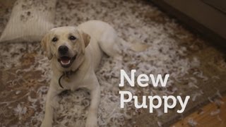 Petco Doggiepalooza New Puppy Music Video