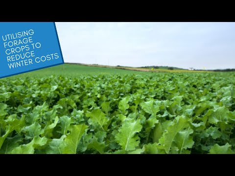Forage Crops for Reducing Winter Costs: Sustainable Sheep Systems