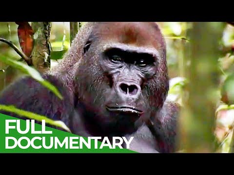 Living Amongst Gorillas