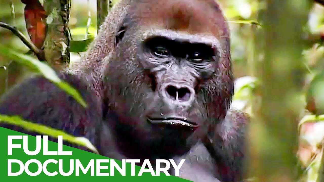 Living Amongst Gorillas