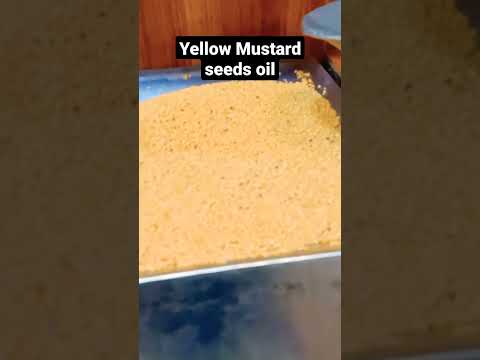 benefits of mustard,yellow mustard oil extraction,mustard seed oil
