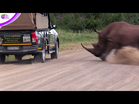 , title : 'اقوى هجمات وحيد القرن التي التقطتها الكاميرات - لن تصدق ما ستراه'