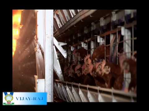 Automatic Bell Broiler Drinker Set