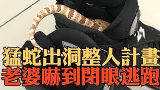 趣味生活-猛蛇出洞！老婆嚇到逃跑！