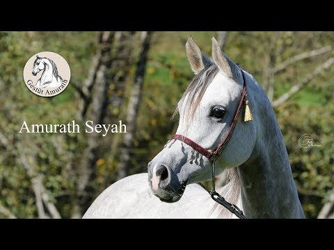 Amurath Seyah - Gestüt Amurath