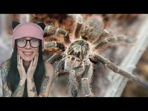 IMPULSE BUYING 3 SPiCY Old World Tarantulas From The Pet Store - HECKIN GOOD FINDS!